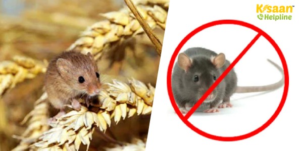 जानिए खेतों में चूहों के नियंत्रण के लिये भोजन का प्रपंच कैसे तैयार करें
